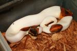 SOLD! Thanks Michael!! Male Pied Banded 100% Het Albino #18BPC433.  SOLD! Thanks Michael!!