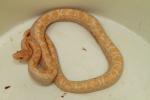 SOLD! Thanks WG!!  2017 Male Colombian Rainbow Boa #17ACR05. 1629.95 Plus Shipping. Sexed Pair $3250.00 SOLD! Thanks WG!!