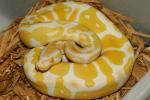 SOLD! FRANCIS!! Male Albino Banded 100% Het Pied #18BPC432. SOLD! FRANCIS!!