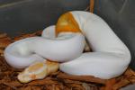 SOLD!! Male Banded Albino Pied #18BPC431.SOLD!!