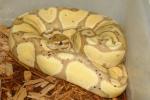 SOLD! Thanks Sarah!! Male Paradox Coral Glow Possible Het Pied #161108. SOLD! Thanks Sarah!!
