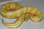 SOLD!! Female Paradox Albino Banded #17BPC0602.SOLD!!
