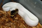 SOLD!! Female Pied #19BPC056. SOLD!!