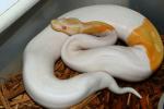 SOLD!! Male Banded Albino Pied #18BPC431. SOLD!!