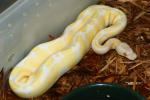 SOLD! CHARLIE!! Female Pastel Lavender Albino #18BPC0402. SOLD! CHARLIE!!