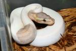 SOLD!! Male Coral Glow Pied #19BPC282.SOLD!!