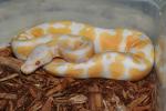SOLD! CHARLIE!! Male Pastel Lavender Albino #19BPC262.SOLD! CHARLIE!!