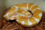 SOLD!! Male Albino Super Tiger #19BPC374.SOLD!!