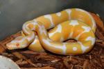 SOLD!! Male Albino Super Tiger #19BPC374.SOLD!!