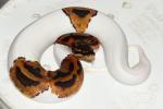 SOLD!! Female Pied #19BPC054.SOLD!!