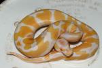 SOLD!! Male Albino Tiger #19BPC243.SOLD!!