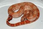T Plus Albino And Sunglow Nicaraguan Boas. SOLD OUT FOR NOW!