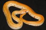 HOLD!!Female Albino Green #20BP20. $800.00 Plus Shipping.HOLD!!