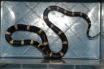 SOLD!! Chain Kingsnake Male #19ECK04. SOLD!!