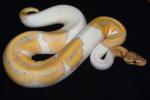 SOLD!! Male Coral Glow Pied #19BPC051. SOLD!!