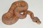 SOLD!! Male Pastel Cinnamon Coral Glow #20BPC024.SOLD!!
