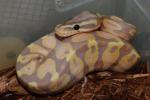 HOLD!! Male Pastel Coral Glow Het Pied #20BPC0907. $375.00 Plus Shipping. HOLD!!