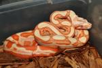 HOLD!! CODY!! Male Motley Sunglow #20FR03. $700.00 Plus Shipping. HOLD!! CODY!!