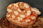 SOLD!! Male Motley Sunglow #20FR04. $700.SOLD!!