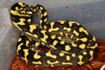 Jungle Carpet Pythons CLOSED TEMPORARILY!