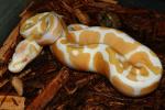 SOLD!! Male Tiger Albino #20BPC244. $259.95 SOLD!