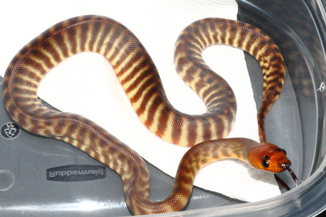 SOLD!! Female Woma #20WPSD05. $600.00 Plus Shipping. SOLD!!