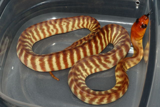 SOLD!! Female Woma #20WPSD04. $600.00 Plus Shipping. SOLD!!
