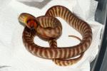 SOLD! Female Woma #20WPSD02. $600.00 Plus Shipping. SOLD!