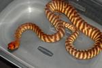 SOLD!! Female Woma #20WPSD01. $600.00 Plus Shipping. SOLD!!