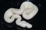 SOLD!! Male Blue Eyed Lucy #20BELP02. $450.00 Plus Shipping. SOLD!