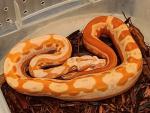 SOLD!!Male Motley Sunglow #19KSG04. SOLD!!
