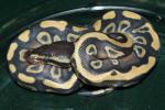 SOLD!! Male #20MBA10. Mojave 50% Het Pied. SOLD!!