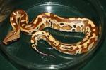 SOLD!! Female Red Blood Python #20CRB17. SOLD!!