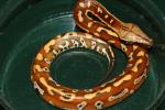 SOLD!! Female Red Blood Python #20CRB15. SOLD!!