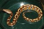 SOLD!! Male Red Blood Python #20CRB13.SOLD!!
