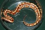 SOLD!! Male Red Blood Python #20CRB12.SOLD!!