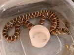 SOLD!! Male Flame Het Hypo #20DB01A. SOLD!!