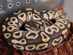 SOLD!! Male Mojave #20LBP01. $SOLD!!