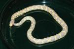 SOLD!! Female Albino Cal King #20ACK01. SOLD!!