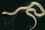 SOLD!! Female Albino Cal King #20ACK07.SOLD!!