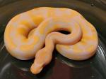 SOLD!! Male Albino/Toffee #20SD14. SOLD!!