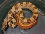 HOLD!! COREY SMITH!! Female Hypo Motley Possible Het Kahl Albino #20po07. $525.00 Plus Shipping. SOLD!!