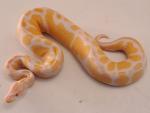 SOLD!! Male Albino Tiger #20BPC252A. SOLD!!