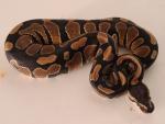 Male #20BPC202. Tiger Possible Double Het Snow. $150.00 Plus Shipping.