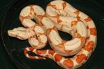 Female #20MT01. Sunglow Het Moonglow. $575.00 Plus Shipping.