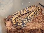 Female Russo 50% Possible Het Pied #20MBA11. $275.00 Plus Shipping.