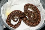 Female #20DH01. Possible Double Het Albino And BEL. $500.00 Plus Shipping.