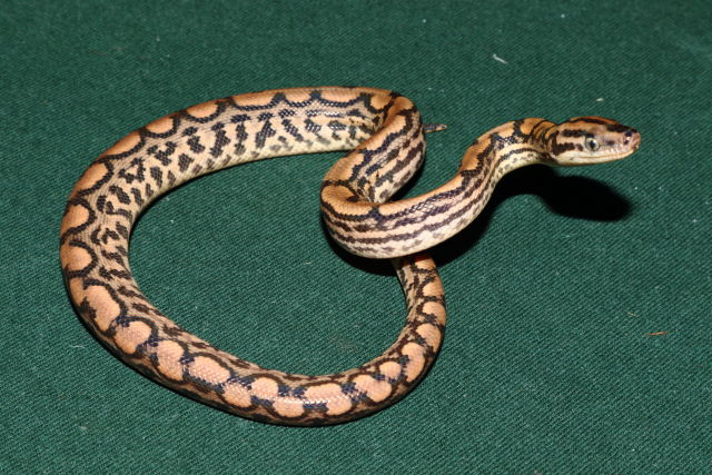 Male #20DH02. Possible Double Het Albino And BEL. $425.00 Plus Shipping.