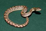 Male #20DH02. Possible Double Het Albino And BEL. $425.00 Plus Shipping.
