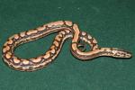 Female #20DH03. Possible Double Het Albino And BEL. $500.00 Plus Shipping.